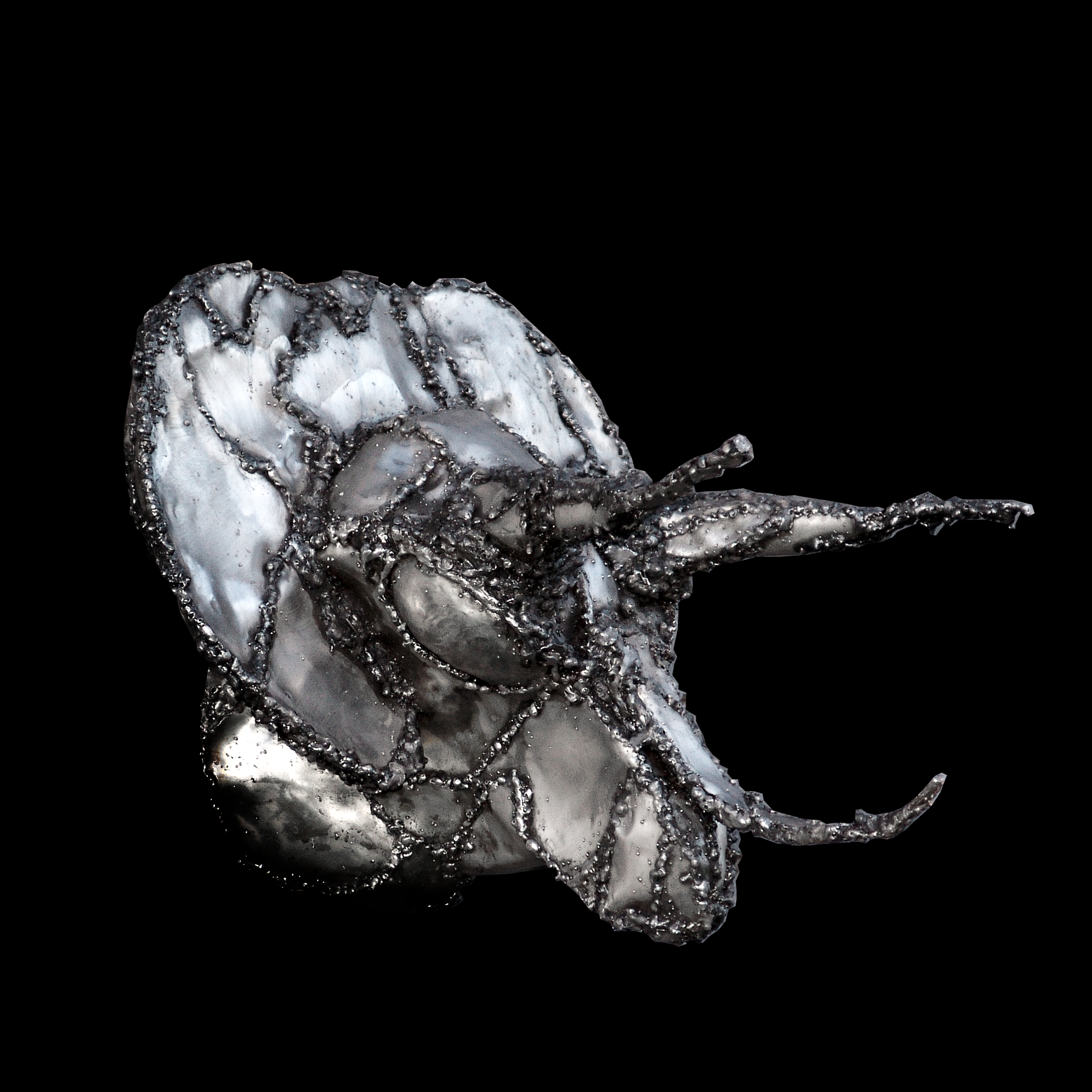 triceratops